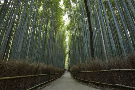 A Floresta de Bambu de Bifengxia - Uma Imersão na Natureza Chinesa!